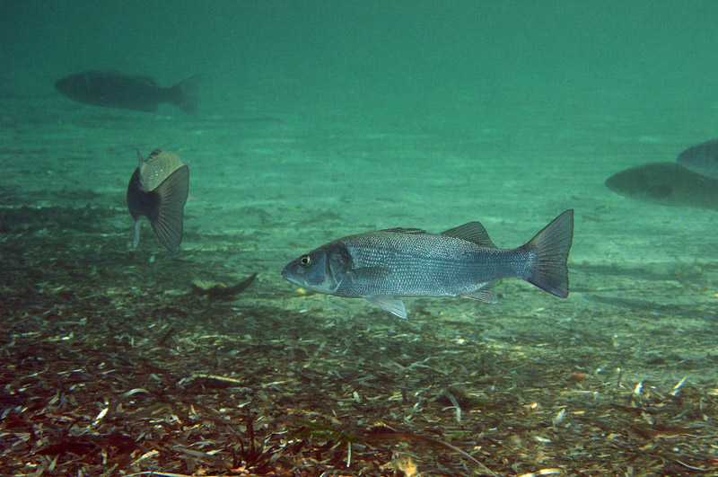 Spigole (Dicentrarchus labrax)